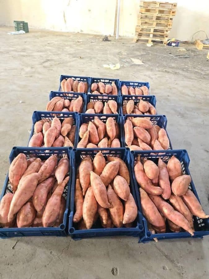 بطاطا